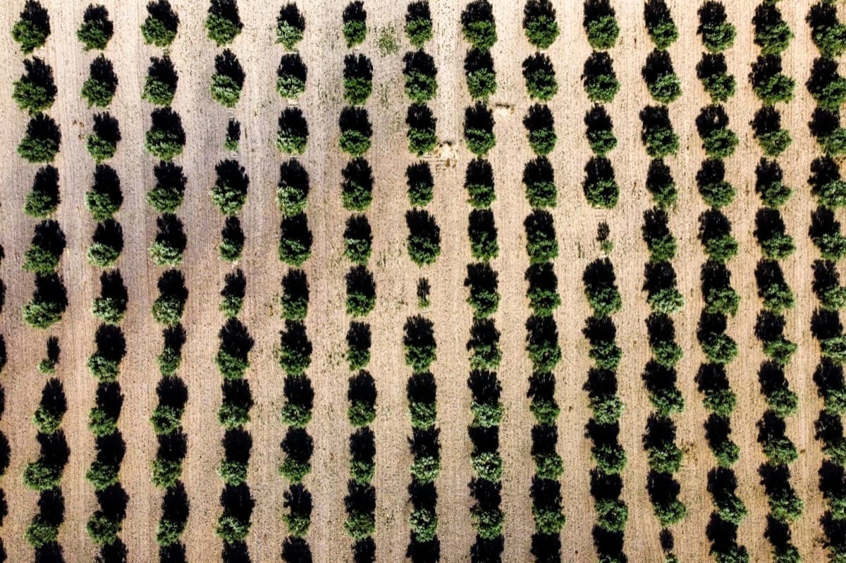 Aerial top-down view of orchard rows with trees casting long shadows on sandy soil