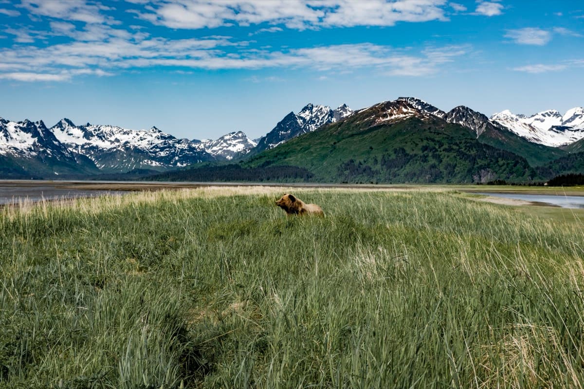 Bear in the Meadow