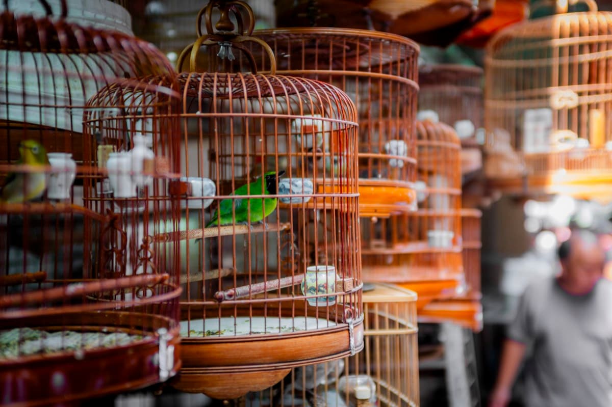 Close-up of traditional Chinese birdcages with a green parakeet at Mong Kok bird market