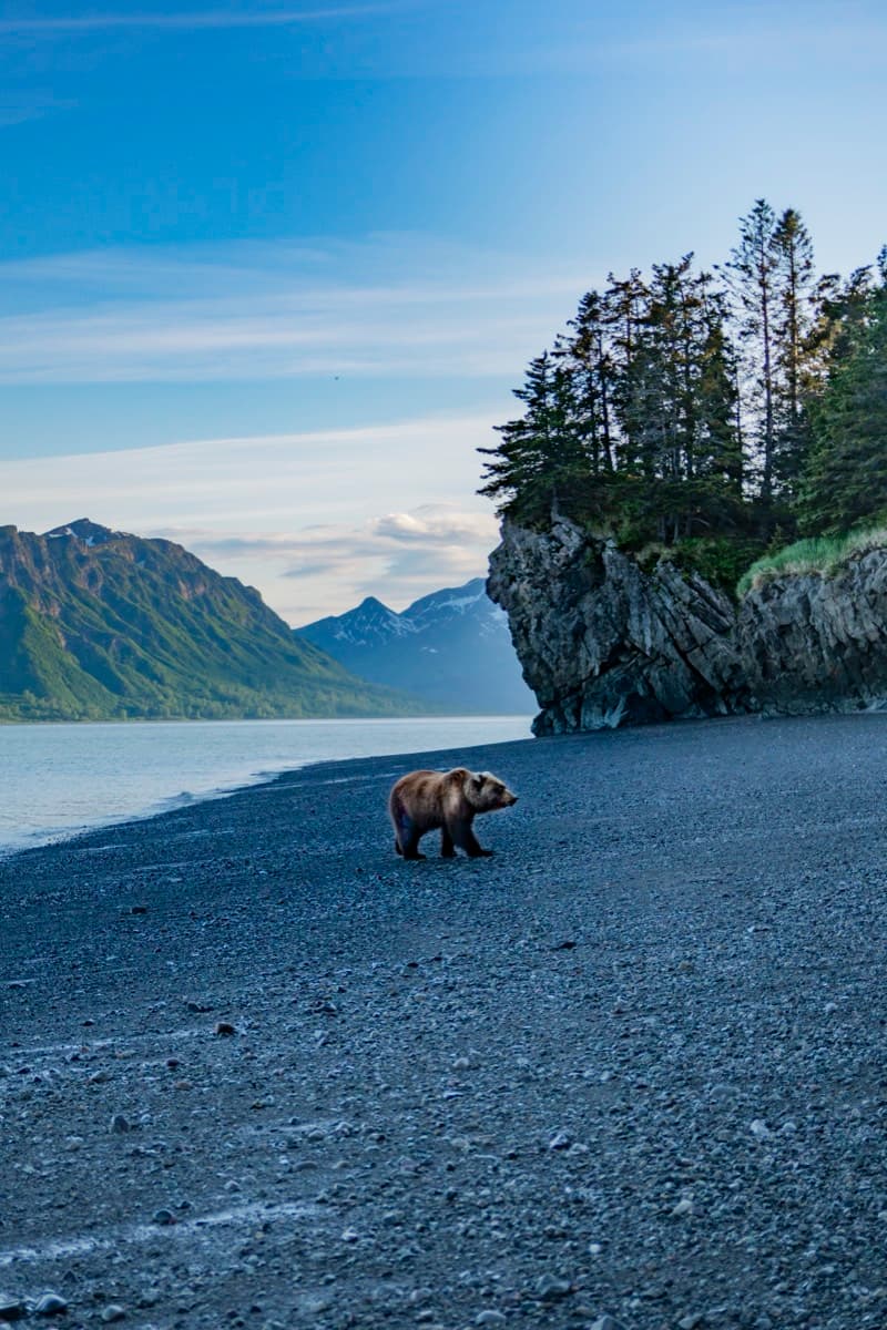 Bear on the Shore