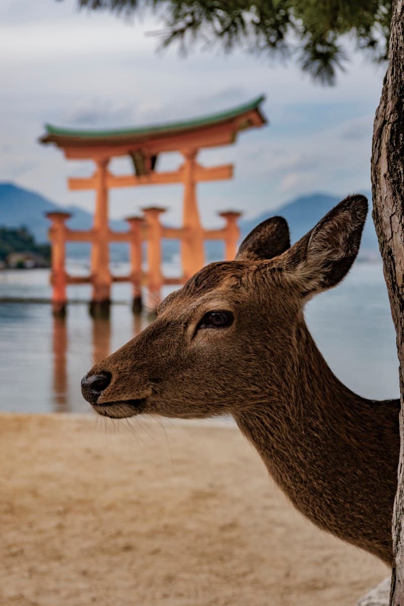 Deer on a beach with the floating Itsukushima Shrine torii gate in the water behind