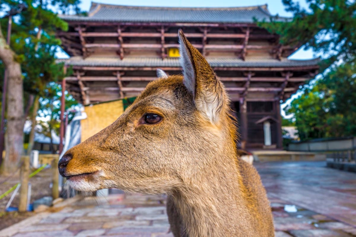 Sika deer in front of the large wooden Nandaimon gate at Todai-ji temple in Nara