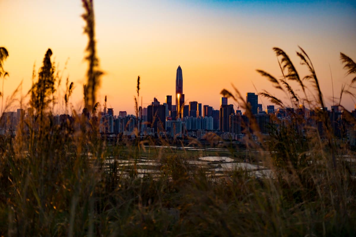 Shenzhen skyline at golden hour seen through tall reeds with fish ponds in mid-ground
