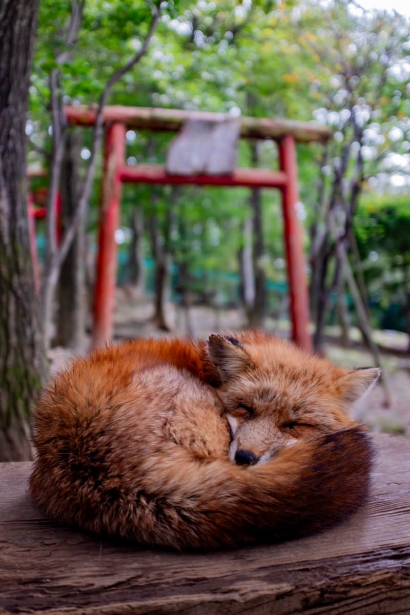 Red fox curled up sleeping on a wooden platform with a red torii gate in the background