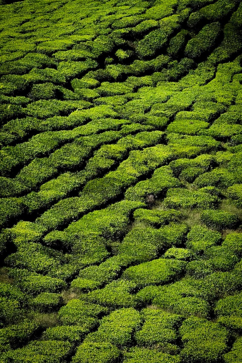Lush green tea plantation rows creating a rolling textured pattern