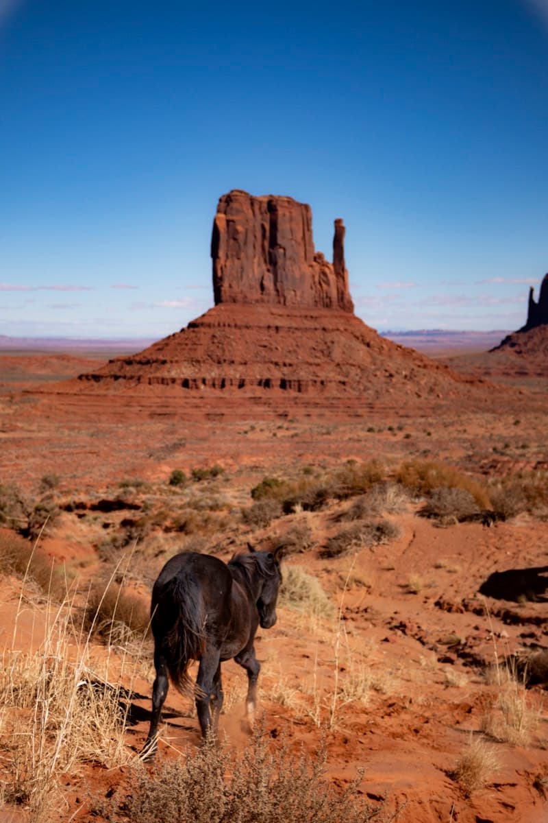 Dark horse walking through desert scrubland toward Monument Valley butte formation